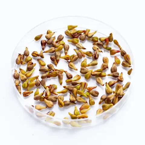 Активізує відновлення, захищає від стресів і токсинів, бореться зі зморшками, вирівнює тон і дарує свіжість.