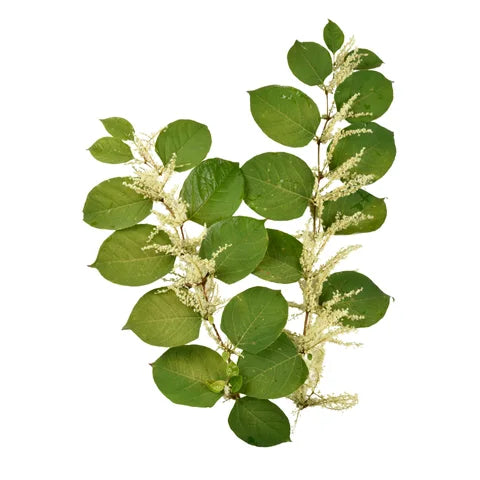 Захищає шкіру від вільних радикалів, зменшує ознаки старіння, стимулює мікроциркуляцію й дарує сяйво шкірі.