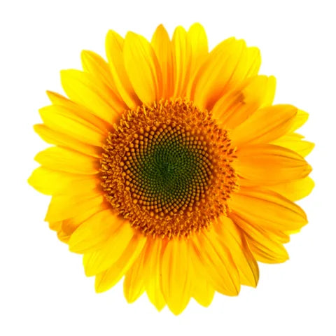 Є потужним антиоксидантом, який захищає шкіру від впливу вільних радикалів, запобігаючи передчасному старінню.